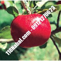 نهال سیب اصلاح شده پایه مالینگ گلدانی  مرکز فروش 118 نهال  66975361-021 
