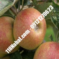 نهال سیب شناسنامه دار پایه رویشی گلدانی  مرکز فروش 118 نهال  66975361-021 