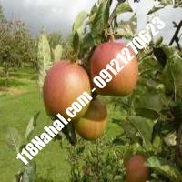 نهال سیب شناسنامه دار پایه مالینگ گلدانی  مرکز فروش 118 نهال  66975361-021 