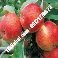 نهال سیب پیوندی پایه رویشی گلدانی  مرکز فروش 118 نهال  66975361-021