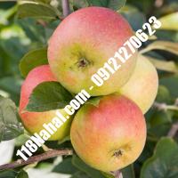 نهال سیب ژنوتیپ پایه مالینگ گلدانی  مرکز فروش 118 نهال  66975361-021