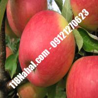 نهال سیب اصلاح شده پایه رویشی گلدانی  مرکز فروش 118 نهال  66975361-021 