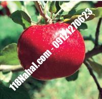 نهال سیب اصلاح شده پایه مالینگ گلدانی | مرکز فروش ۱۱۸ نهال | ۶۶۹۷۵۳۶۱-۰۲۱