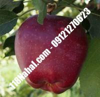 نهال سیب بلک مریکال پایه رویشی گلدانی | مرکز فروش ۱۱۸ نهال | ۶۶۹۷۵۳۶۱-۰۲۱