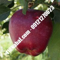 نهال سیب بلک مریکال پایه رویشی گلدانی  مرکز فروش 118 نهال  66975361-021