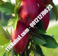 نهال سیب تابستانه اهر پایه رویشی گلدانی | مرکز فروش ۱۱۸ نهال | ۶۶۹۷۵۳۶۱-۰۲۱