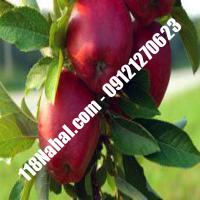 نهال سیب تابستانه اهر پایه رویشی گلدانی  مرکز فروش 118 نهال  66975361-021