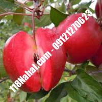 نهال سیب توسرخ پایه مالینگ گلدانی  مرکز فروش 118 نهال  66975361-021