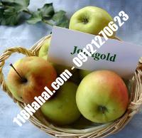 نهال سیب جوناگلد پایه مالینگ گلدانی | مرکز فروش ۱۱۸ نهال | ۶۶۹۷۵۳۶۱-۰۲۱