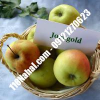 نهال سیب جوناگلد پایه مالینگ گلدانی  مرکز فروش 118 نهال  66975361-021
