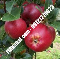 نهال سیب ردمریکال پایه مالینگ گلدانی | مرکز فروش ۱۱۸ نهال | ۶۶۹۷۵۳۶۱-۰۲۱