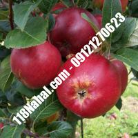 نهال سیب ردمریکال پایه مالینگ گلدانی  مرکز فروش 118 نهال  66975361-021
