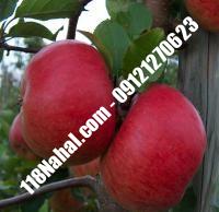 نهال سیب سوپر چیف پایه مالینگ گلدانی | مرکز فروش ۱۱۸ نهال | ۶۶۹۷۵۳۶۱-۰۲۱