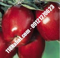 نهال سیب شمیرانی پایه رویشی گلدانی | مرکز فروش ۱۱۸ نهال | ۶۶۹۷۵۳۶۱-۰۲۱