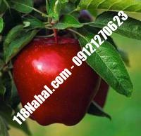 نهال سیب شمیرانی پایه مالینگ گلدانی | مرکز فروش ۱۱۸ نهال | ۶۶۹۷۵۳۶۱-۰۲۱