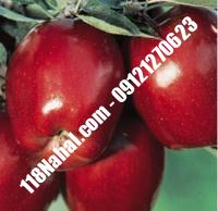 نهال سیب لبنان قرمز پایه مالینگ گلدانی | مرکز فروش ۱۱۸ نهال | ۶۶۹۷۵۳۶۱-۰۲۱