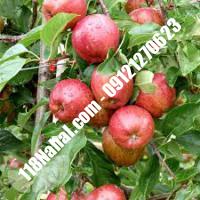 نهال سیب پایه رویشی گلدانی  مرکز فروش 118 نهال  66975361-021 