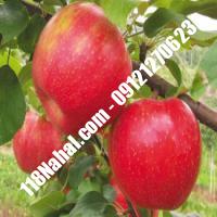 نهال سیب پایه مالینگ پایه رویشی گلدانی  مرکز فروش 118 نهال  66975361-021 
