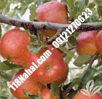 نهال سیب گالا پایه مالینگ گلدانی | مرکز فروش ۱۱۸ نهال | ۶۶۹۷۵۳۶۱-۰۲۱