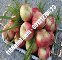 نهال سیب گلاب کهنز پایه مالینگ گلدانی | مرکز فروش ۱۱۸ نهال | ۶۶۹۷۵۳۶۱-۰۲۱