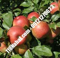 نهال سیب گلشاهی پایه رویشی گلدانی | مرکز فروش ۱۱۸ نهال | ۶۶۹۷۵۳۶۱-۰۲۱