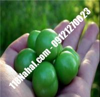 نهال گوجه سبز آذرشهر گلدانی | مرکز فروش ۱۱۸ نهال | ۶۶۹۷۵۳۶۱-۰۲۱