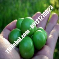 نهال گوجه سبز آذرشهر گلدانی  مرکز فروش 118 نهال  66975361-021 